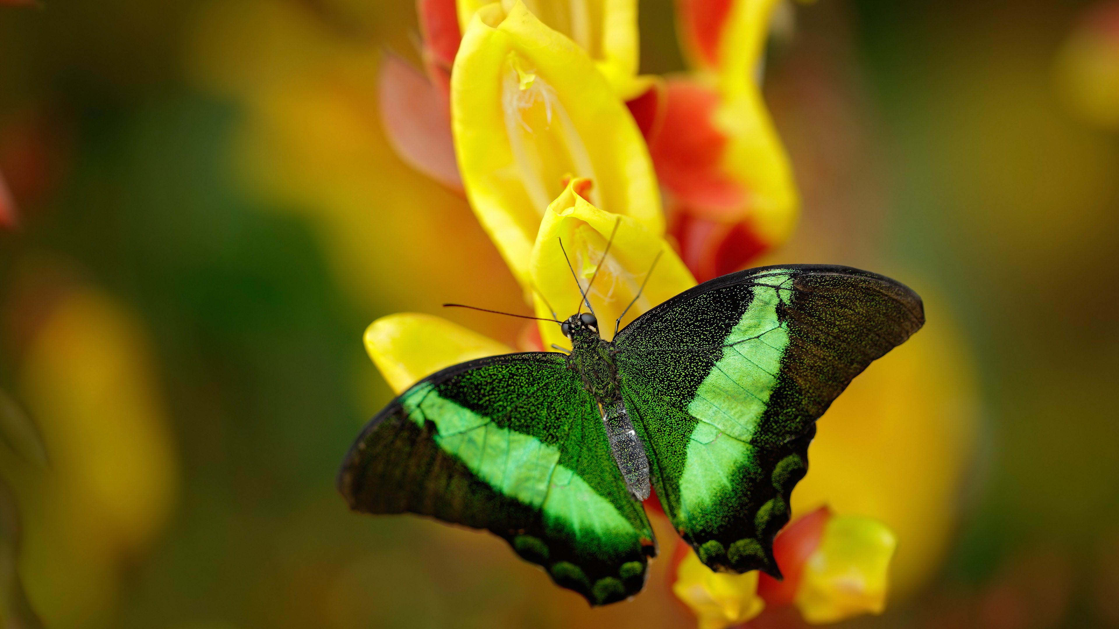 国家女篮提升场上沟通减少无谓失误,国家女子蓝球队