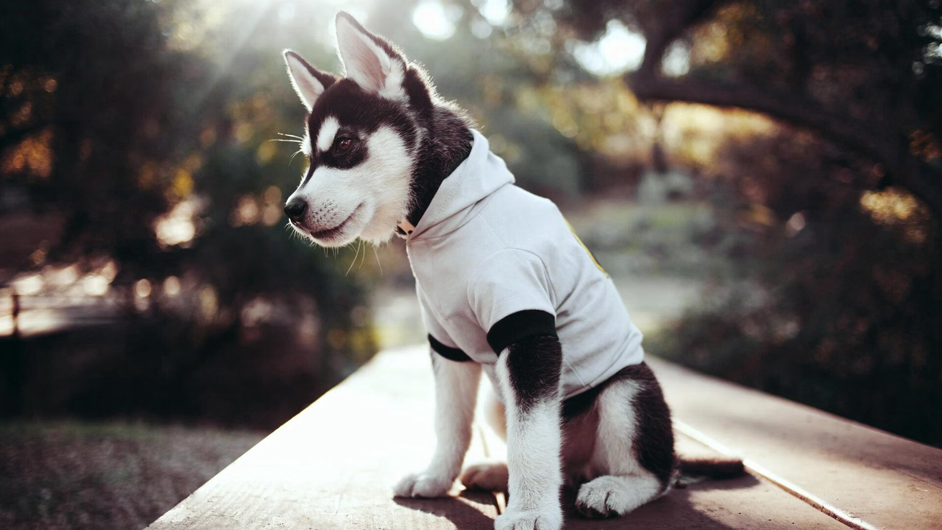 深圳领航队后卫线多点开花为战术布置加分，深圳领航者球员