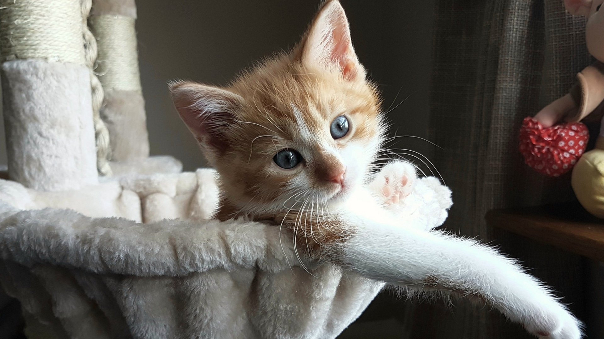 中国足球俱乐部引进先进战术分析系统,中国足球职业俱乐部的发展