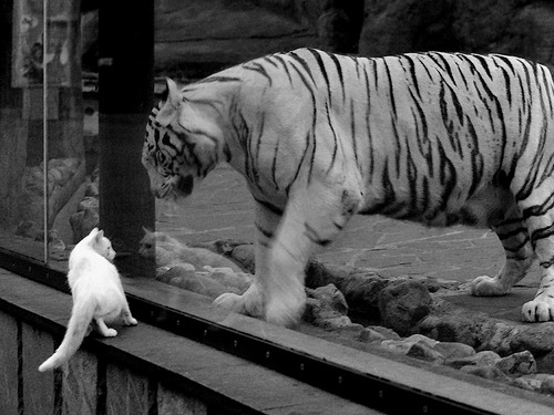 乔纳·隆戈：橄榄球场上的超级英雄，突破防线如风行，乔纳坦 个人资料身高