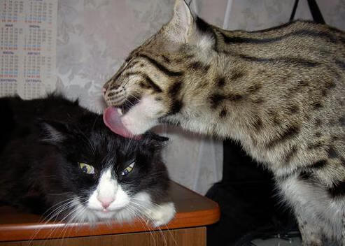 塞内加尔男篮在非洲锦标赛中奋勇争先，血脉偾张，塞内加尔男篮排名